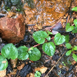 Photographie n°2756572 du taxon Lysimachia nummularia L. [1753]