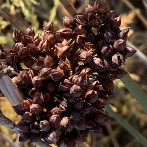 Photographie n°2756954 du taxon Juncus acutus L. [1753]