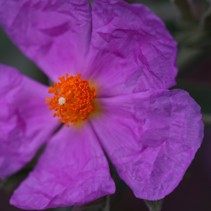 Photographie n°2756979 du taxon Cistus albidus L. [1753]