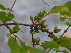 cigales, le  9 novembre 2023 (Aix-en-Provence (Quartier Aygosi))