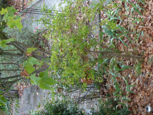 cigales, le  9 novembre 2023 (Aix-en-Provence (Quartier Aygosi))