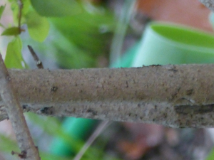 cigales, le  9 novembre 2023 (Aix-en-Provence (Quartier Aygosi))