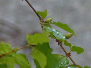 cigales, le  9 novembre 2023 (Aix-en-Provence (Quartier Aygosi))