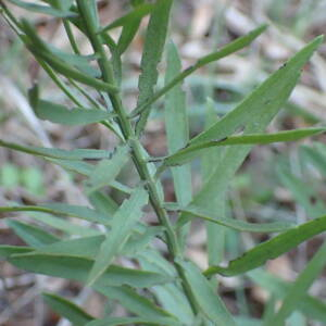 Photographie n°2757438 du taxon Galatella sedifolia subsp. sedifolia 