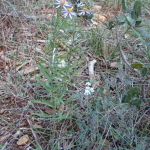  - Galatella sedifolia subsp. sedifolia 