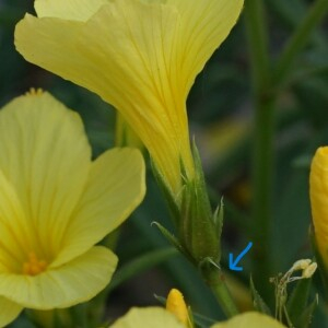 Photographie n°2757443 du taxon Linum campanulatum L.