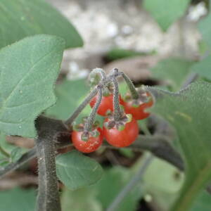 Photographie n°2758027 du taxon Solanum villosum Mill.