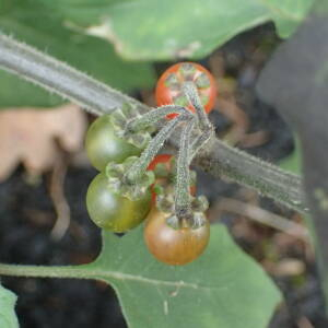 Photographie n°2758028 du taxon Solanum villosum Mill.