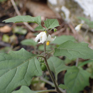 Photographie n°2758029 du taxon Solanum villosum Mill.