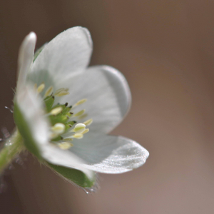 Photographie n°2758051 du taxon Anemone hepatica L. [1753]