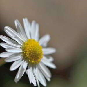 Photographie n°2758060 du taxon Bellis perennis L. [1753]