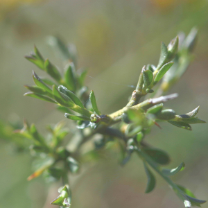 Photographie n°2758070 du taxon Genista anglica L. [1753]