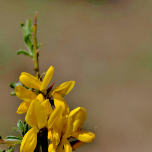 Photographie n°2758071 du taxon Genista anglica L. [1753]