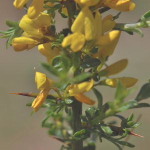 Photographie n°2758077 du taxon Genista anglica L. [1753]