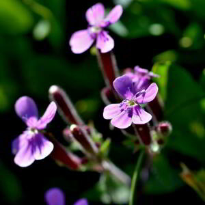 Photographie n°2758108 du taxon Saponaria ocymoides L. [1753]