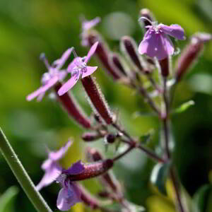 Photographie n°2758110 du taxon Saponaria ocymoides L. [1753]