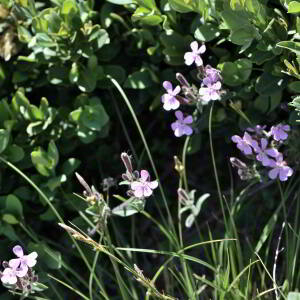 Photographie n°2758112 du taxon Saponaria ocymoides L. [1753]