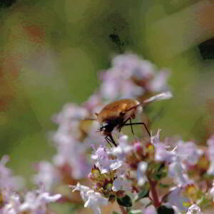 Photographie n°2758123 du taxon Thymus vulgaris L. [1753]