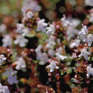 Photographie n°2758125 du taxon Thymus vulgaris L. [1753]