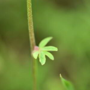 Photographie n°2758362 du taxon Aquilegia vulgaris L. [1753]