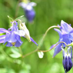 Photographie n°2758363 du taxon Aquilegia vulgaris L. [1753]