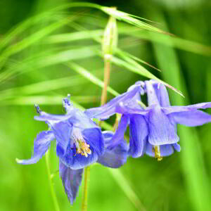 Photographie n°2758365 du taxon Aquilegia vulgaris L. [1753]