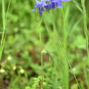 Photographie n°2758366 du taxon Aquilegia vulgaris L. [1753]