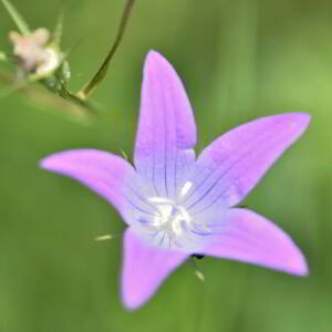 Photographie n°2758368 du taxon Campanula patula L. [1753]