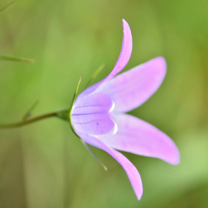 Photographie n°2758370 du taxon Campanula patula L. [1753]