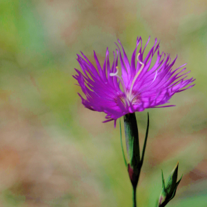 Photographie n°2758374 du taxon Dianthus hyssopifolius L. [1755]