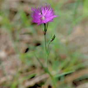 Photographie n°2758376 du taxon Dianthus hyssopifolius L. [1755]