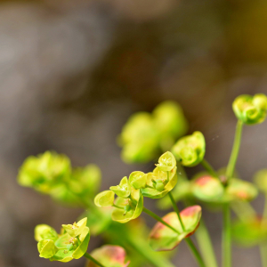 Photographie n°2758389 du taxon Euphorbia amygdaloides L. [1753]