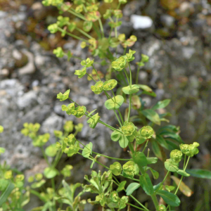 Photographie n°2758390 du taxon Euphorbia amygdaloides L. [1753]
