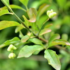 Photographie n°2758741 du taxon Euonymus europaeus L. [1753]