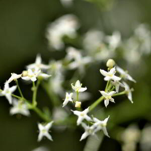 Photographie n°2758743 du taxon Galium album Mill. [1768]