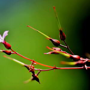 Photographie n°2758748 du taxon Geranium robertianum L. [1753]