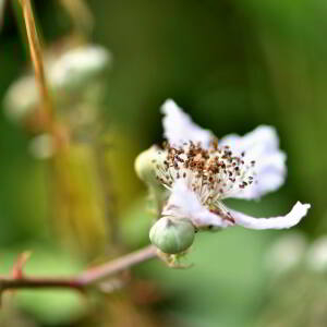 Photographie n°2758776 du taxon Rubus ulmifolius Schott [1818]