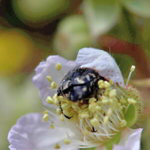 Photographie n°2758778 du taxon Rubus ulmifolius Schott [1818]