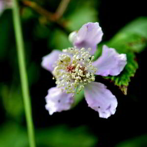 Photographie n°2758781 du taxon Rubus ulmifolius Schott [1818]