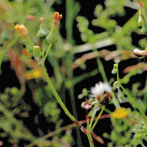 Photographie n°2758788 du taxon Sonchus L. [1753]