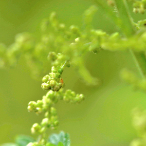 Photographie n°2758795 du taxon Urtica dioica L. [1753]