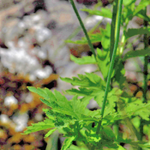 Photographie n°2758807 du taxon Papaver cambricum L. [1753]