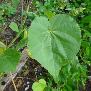 Photographie n°2759053 du taxon Nicandra physalodes (L.) Gaertn.