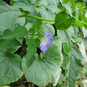 Photographie n°2759055 du taxon Nicandra physalodes (L.) Gaertn.