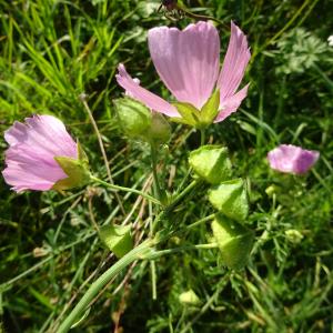 Photographie n°2759058 du taxon Malva moschata L. [1753]