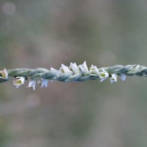 Photographie n°2759087 du taxon Spiranthes spiralis (L.) Chevall.