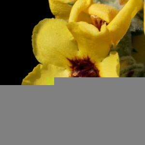 Photographie n°2759108 du taxon Verbascum boerhavii L. [1767]