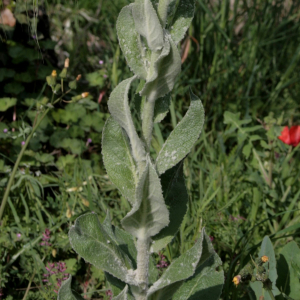 Photographie n°2759112 du taxon Verbascum boerhavii L. [1767]