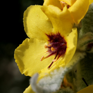 Photographie n°2759113 du taxon Verbascum boerhavii L. [1767]