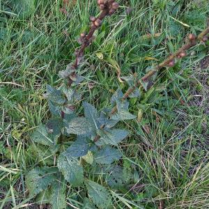 Photographie n°2759607 du taxon Verbascum virgatum Stokes [1787]